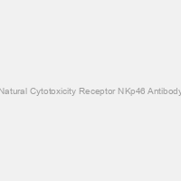 Natural Cytotoxicity Receptor NKp46 Antibody